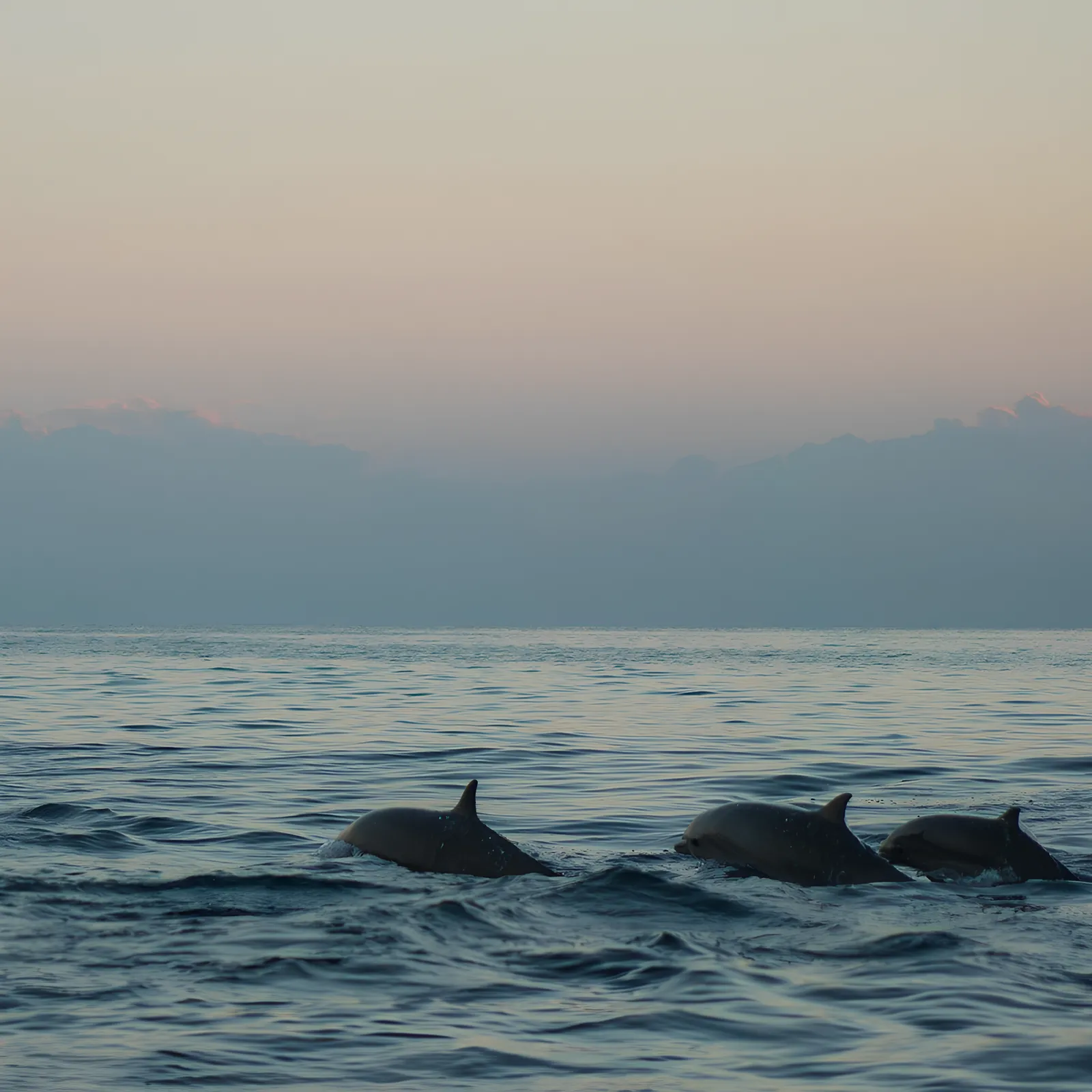 Dolphins at dusk in the Kvarner channel near Krk