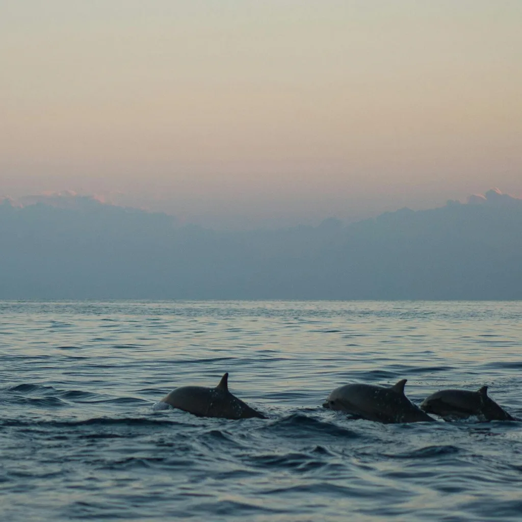 A dolphin at sunset seen on a boat tour from Krk